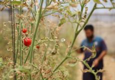 المزارع حمادة الأسطل يتفقد مزرعته في خانيونس جنوب قطاع غزة