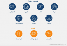 صورة تعبيرية توضح الأعضاء التي يمكن التبرع بها من الأنسان وفق وزارة الصحة السعودية