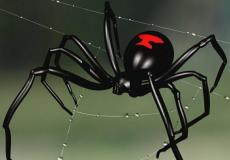العنكبوت الأحمر القاتل - صورة توضيحية