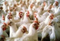 صورة توضيحية