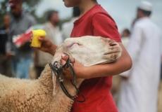 شراء خروف لعيد الأضحى - تعبيرية