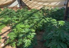 الشرطة والأجهزة الأمنية تضبط مشتل للمخدرات من نبات الماريجوانا في الخليل