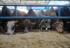 أوقاف غزة تستعد لتنفيذ مشروع الأضاحي لعام 1442هـ/2021م