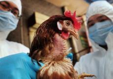 الصين تسجل أول إصابة بشرية بسلالة جديدة لإنفلونزا الطيور