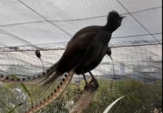 صورة الإيكو من حديقة حيوان تارونغا في استراليا