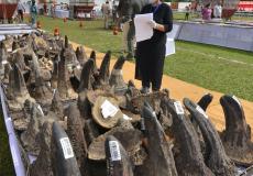 الهند تحرق الآلاف من قرون "وحيد القرن" النادرة لهذا السبب!