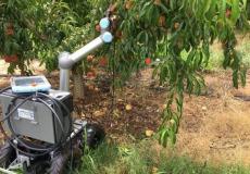 أبتكار روبرت في أمريكا لقطف ثمار الخوخ