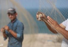 طائر السمان المهاجر "الفر" في غزة