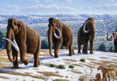 بعد آلاف السنين من اختفائه... العلماء يعيدون الماموث على الارض