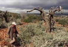 قطع المستوطنين لأشجار الزيتون - صورة أرشيفية