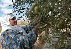 موسم قطف الزيتون في فلسطين - صورة أرشيفية