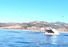 الحوت الضخم أثناء مهاجمته لقارب الذي يقل شخصين على شواطئ كاليفورنيا
