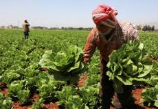 المزارعين في قطاع غزة