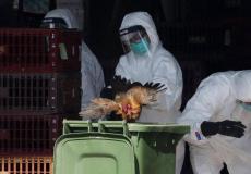 الصين تٌسجل إصابة بإنفلونزا الطيور لرجل ستيني