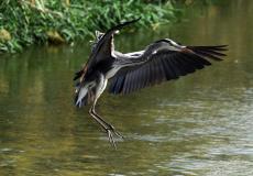 محمية الجهراء