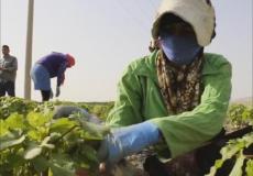 عاملات فلسطينيات في المستوطنات - ارشيف