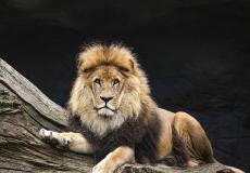 أسد هارب في الكويت