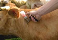 فحص الحمى القلاعية للأبقار - ارشيف
