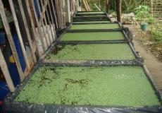 الأزولا بديل صحي للأعلاف داخل قطاع غزة