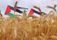 القمح في فلسطين - ارشيف