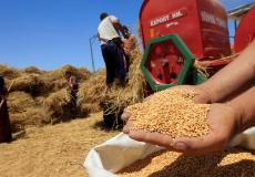 محاصيل القمح