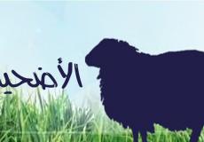 أضحية - تعبيرية