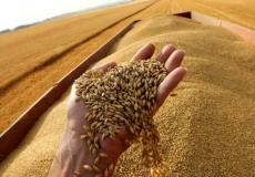 قمح - تعبيرية