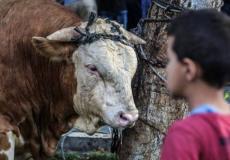 أضاحي في غزة - تعبيرية