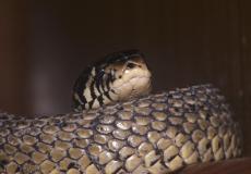 قيام أفعى ملك بالتهام ثعبان يفوقها حجما