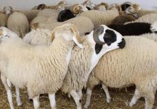 هل يجوز للشخص أن يستدين من أجل أن يضحي ؟