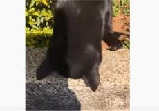 قط يعيد إلى سيدة مفتاحا سقط داخل فتحة ضيقة