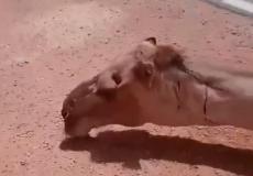 شاهد بالفيديو : سائق شاحنة يسقي جملاً كاد يقتله العطش