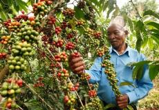 طرح 5 أنواع جديدة من البن العربي عالي الإنتاجية قريباً 