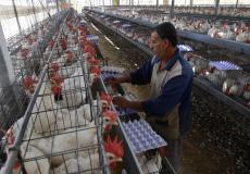 اقتصاد غزة تحدد سعر كيلو الدجاج في المزرعة للمربين والموزعين