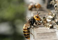 معركة غير متكافئة بين مجموعة نمل ودبورين