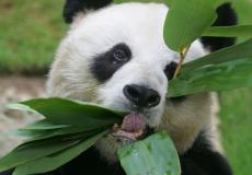 دب الباندا آن آن.jpg