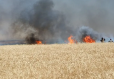 اشتعال النار في حقول القمح بمنطقة خيرسون خيرسون - تعبيرية