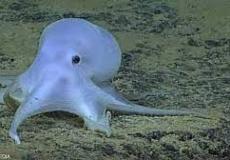 الأخطبوط الشبحي "كاسبر" المكتشف في أعماق المحيط الهادئ