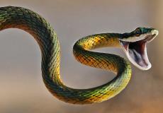 أفعى - ارشيف