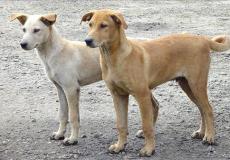 الكلاب الضالة - توضيحية