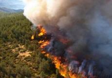 حرائق غابات واسعة في الجزائر