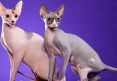 أغلى انواع القطط في العالم  ارشيف