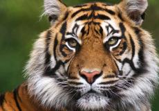 سائق حافلة يفتح النافذة لإطعام نمر