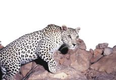 النمر العربي - ارشيف