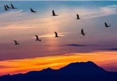 موعد بدء موسم الصيد في السعودية ، والحياة الفطرية تحدد المحظورات