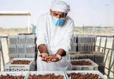 موسم التمور - ارشيف