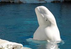 الحوت الابيض