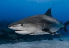 دراسة حديثة تكشف مفاجئة عن سمك القرش.. افتراس البشر