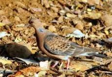 الحياة الفطرية تحدد الأنواع المسموح بصيدها في موسم الصيد بالسعودية