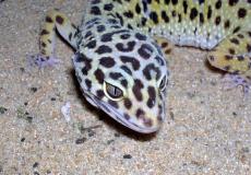 البرص المصري ينتشر في جنوب إسرائيل